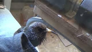 Starling mimics human and Alexa #shorts #short