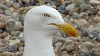 Worthing beach - Seafront - Worthing Pier - Herring Gull - Larus argentatus - Silfurmáfur - Máfar