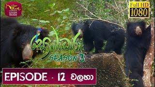 Sobadhara - Sri Lanka Wildlife Documentary| 2019-06-07 | Bear | වලහා