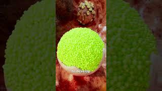 Why Some Tumors Have Teeth, Hair, And Eyes 