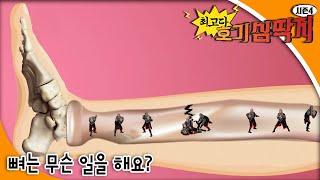 최고다! 호기심딱지 시즌4 - 뼈는 무슨 일을 해요?