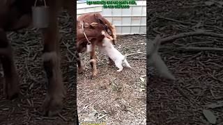 Funniest cats and dogs try not to laugh Impossible moments  #shorts #funny #dog