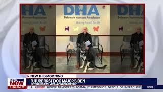 Future first dog Major Biden getting his own virtual ‘Indoguration’