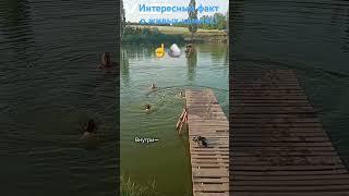 ЖИВЫЕ КАМНИ! ️🪨