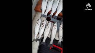 HAMDI TRUMA- 19 kg- LEVREK-BRANCIN (Sea Bass) (Spinning)- ADA BOJANA,ULCINJ,MONTENEGRO  (29.05.2021)