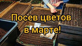 Посев однолетних цветов в марте! Обязательно посейте их.