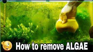 How to remove ALGAE from your fish tank #fishtank #aquarium