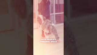 Scout Training Journey - Working Through Simple Manners #azdogs #dogtraining #yourdog #partnersdogs