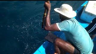 Queen fish & king fish catching video in offshore