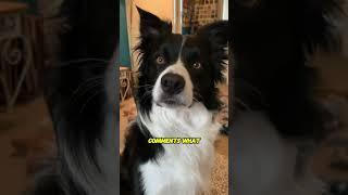 #pets #dogs #doglove