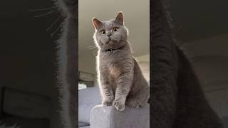 When your cat thinks he’s Mufasa #ad See Mufasa: Lion King in theaters December 20!