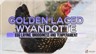 Golden Laced Wyandotte Egg Laying, Broodiness and Temperament