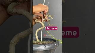 Making Super Extreme Bonsai Trees