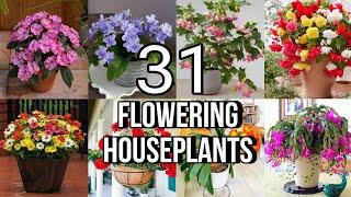 31 Best Flowering Houseplants | Indoor Plants that Bloom | That Garden Girl Rare Indoor Houseplants