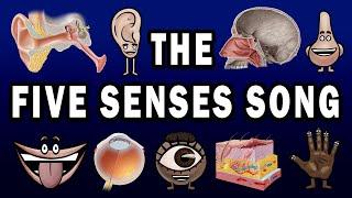 THE FIVE SENSES SONG!