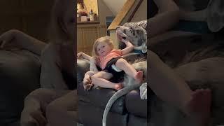 Little Girl Has Half Her Arm in Pet Dog's Mouth - 1420331