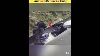 400 kg gorilla and a small child #viral