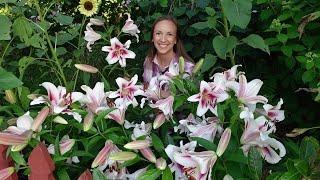 5 MUST-GROW LILIES!!! Northlawn Flower Farm