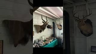Cool mounts at a hunting camp! #outdoors #hunting #exotic #texas #deer #deerhunting