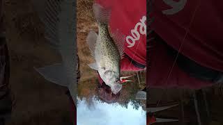 CRAPPIE HUNTER SLAB CHASER #whitecrappie #crappiefish #mississippifishing #freshwaterfish #fish