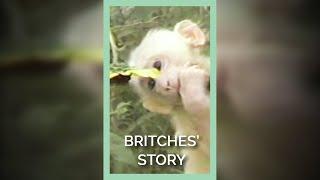 PETA's Ingrid Newkirk Tells Britches' Story In Free the Animals #shorts