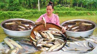 How to Harvest Fish in the field to sell at the market, Cook Delicious Dishes | LTC - Free Bushcraft