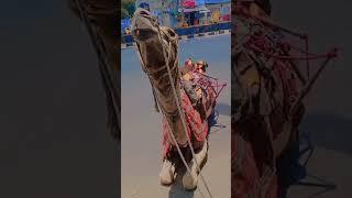 jugni2.0 #punjabisong #newsong #punjabimusic #shortsfeed #trendingshorts @Nasreen.Nazeem.official