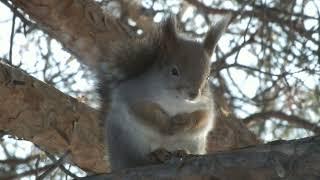 Бурные эмоции сибирской белки\Violent emotions of the Siberian squirrel