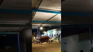 Laaloo #hfa #vlogs #viral #fypシ #cattlefarm #islamabad #cattle #foryou #viral #cattle #viral #foryou