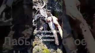 Лыбынкырское чудовище? Оймякон