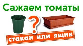 Сажаем томаты. Стакан или ящик?