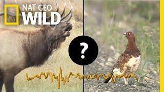 You'll Never Guess Which Animals Make These Sounds | Nat Geo Wild