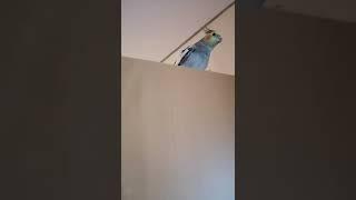 Коли хочеться погризти двері, а тобі заважають  #корелла #папуга #parrot #pet