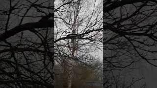 окно в сад