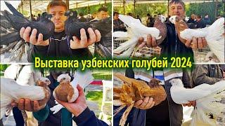 Exhibition of Uzbek pigeons from October 19, 2024