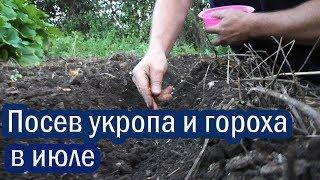  Посев укропа и гороха в июле