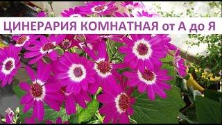 Цинерария комнатная от А до Я.