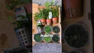 Unboxing An Aquarium Plant Order From Horizon Aquatics For My New Planted Tank! #aquarium #fishtank