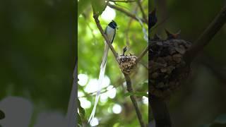 Clip of a male APF feeding his hatchlings shows the essence of father's love #fatherlove#apf #short