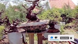 Setelah Bonsai dipasang ke pot relief.