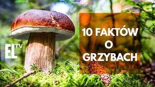 10 faktów o grzybach