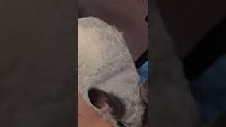 please follow and subscribe if you love chinchillas