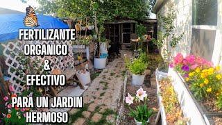 THIS IS HOW I PREPARE FERTILIZER TO HAVE STRONG AND BEAUTIFUL PLANTS‍ #sosplantasalrescate