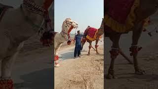 Pakistan biggest white camel #pakistan village simple life