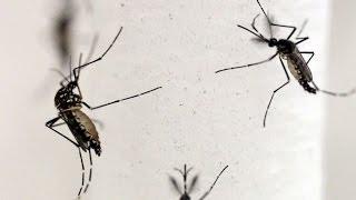 Zika Virus Fix? | Using Genetically Modified Mosquitos Sparks Debate
