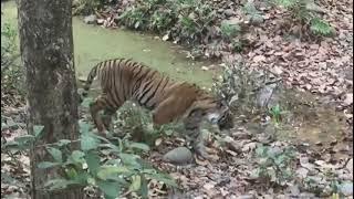 King Cobra vs Tiger | Corbett | Bijrani Zone