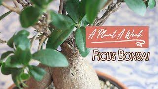 Ficus Ginseng Bonsai Care | A Plant A Week