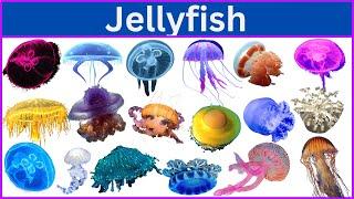 Types of Jellyfish || List of Jellyfish