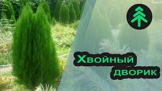 Питомник хвойных растений "Хвойный дворик". Где купить ель? Саженцы хвойных в Ростовской области