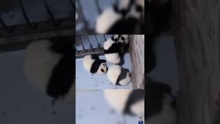 Panda Cub Struggles to Fall Asleep  | 잠 안 오는 아기 판다의 뒤척뒤척 밤! #둥이 #cute #animals #funny #shorts